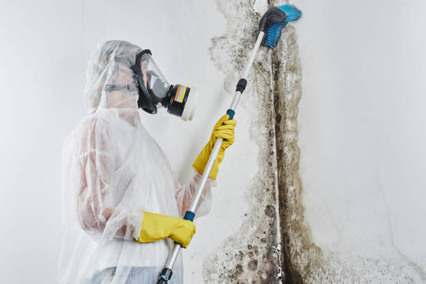Best Certified Mold Removal  in Iceville, AL