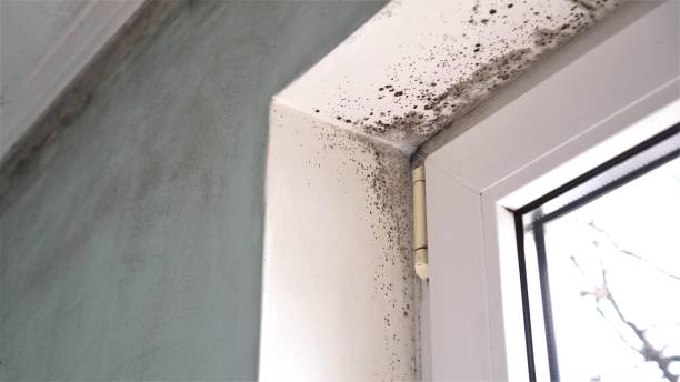 Best Mold Cleaning Services  in Iceville, AL