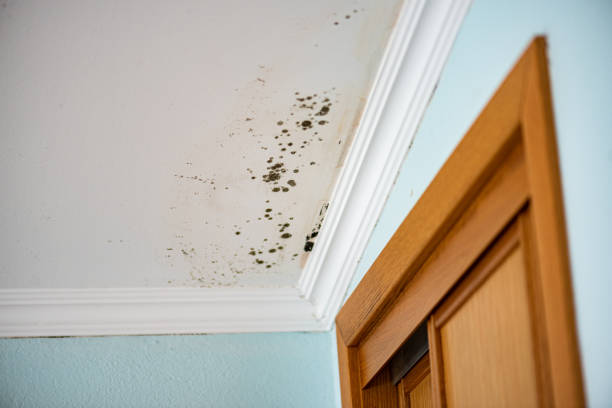 Best Home Mold Removal  in Iceville, AL