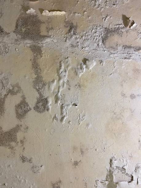 Best Mold Remediation  in Iceville, AL