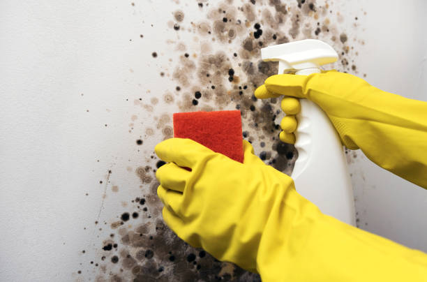 Best Professional Mold Removal  in Iceville, AL