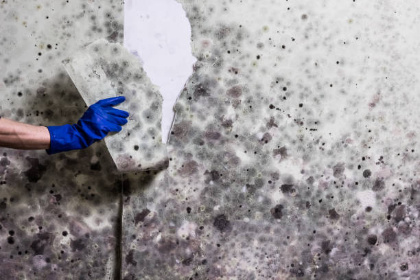 Best Office Mold Removal Services  in Iceville, AL