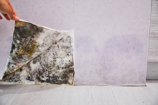 Best Mold Damage Repair  in Iceville, AL